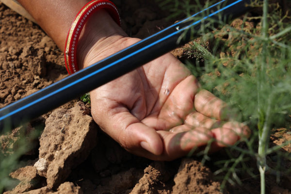 Water drop falling from a Spowdi system irrigation tube into open hand