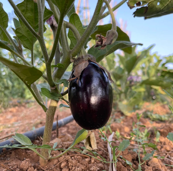 Aubergine plant