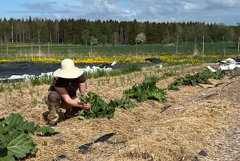 Person harvesting at Brobrunna Farm in Uppsala, Sweden
